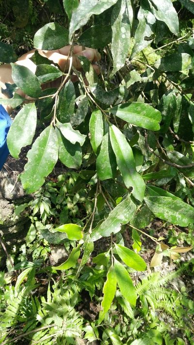 Ilex formosana, photographed by Cheng-Te Hsu