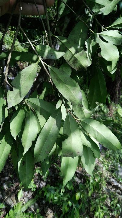 Ilex formosana, photographed by Cheng-Te Hsu