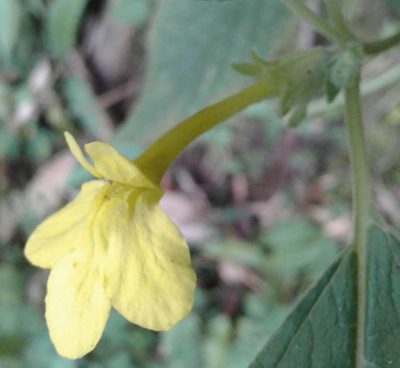 Lindenbergia grandiflora, photographed by John Doyle