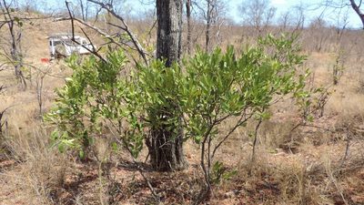 Euclea racemosa, photographed by i_c_riddell