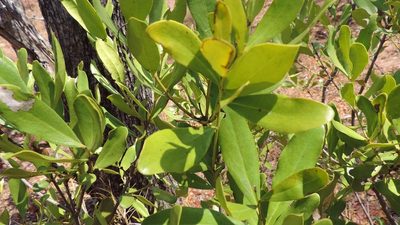 Euclea racemosa, photographed by i_c_riddell