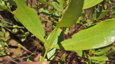 Euclea racemosa, photographed by i_c_riddell