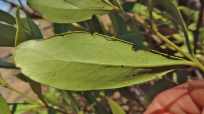 Euclea racemosa, photographed by i_c_riddell