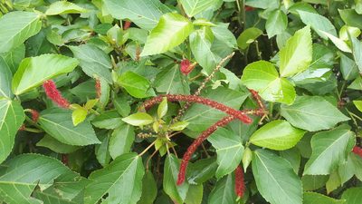 Acalypha hispida, photographed by Ong Jyh Seng