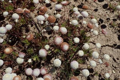 Cotula nudicaulis, photographed by Peter Warren