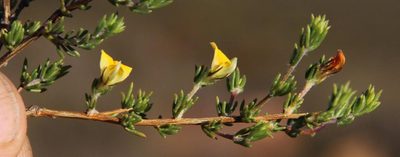 Aspalathus wittebergensis, photographed by Tony Rebelo