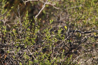 Aspalathus wittebergensis, photographed by Tony Rebelo