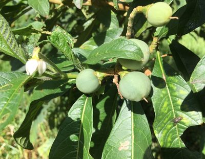 Solanum oblongifolium, photographed by Andrew J. Crawford