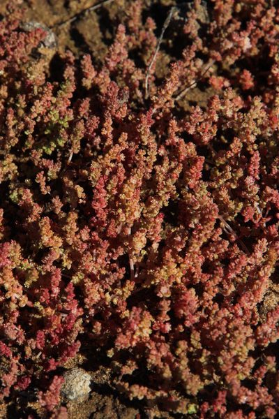 Crassula thunbergiana, photographed by Tony Rebelo