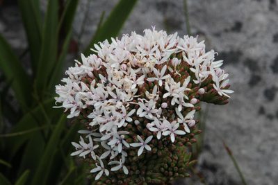 Corymbium enerve, photographed by Tony Rebelo