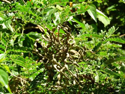 Pityrocarpa obliqua, photographed by Francisco Farriols Sarabia