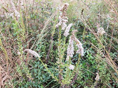 Solidago fistulosa, photographed by Tyler Bishop