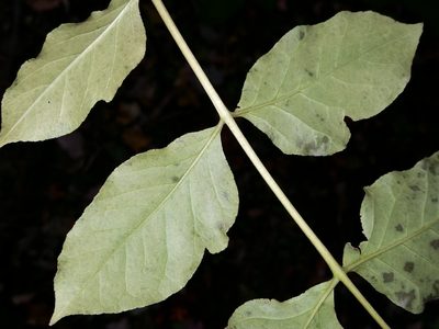 Tetradium daniellii, photographed by Zihao Wang