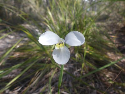 Diplarrena moraea, photographed by Valentin Moser