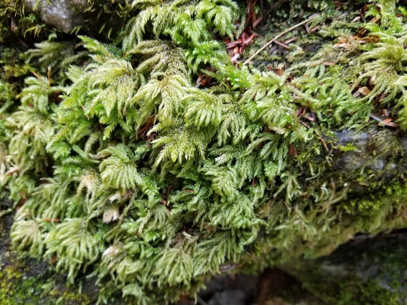 Thamnobryum subserratum, photographed by Micki Colbeck
