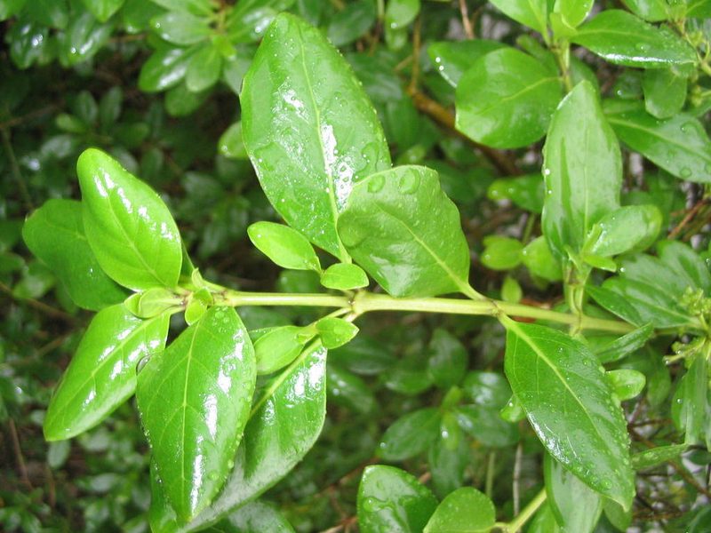 Coprosma petiolata, photographed by John Barkla
