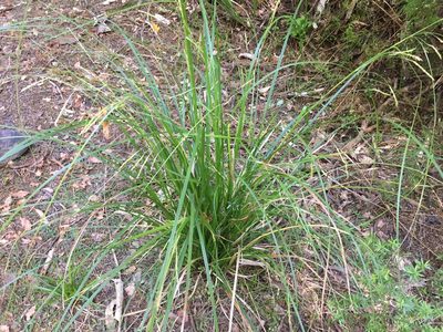 Carex longebrachiata, photographed by nick_goldwater