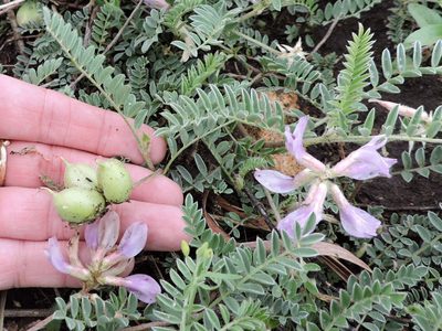 Astragalus plattensis, photographed by Sam Kieschnick