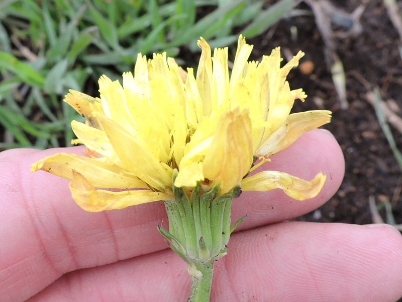 Pyrrhopappus grandiflorus, photographed by Sam Kieschnick