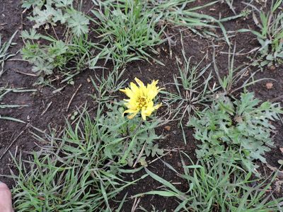 Pyrrhopappus grandiflorus, photographed by Sam Kieschnick