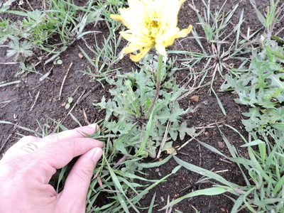 Pyrrhopappus grandiflorus, photographed by Sam Kieschnick