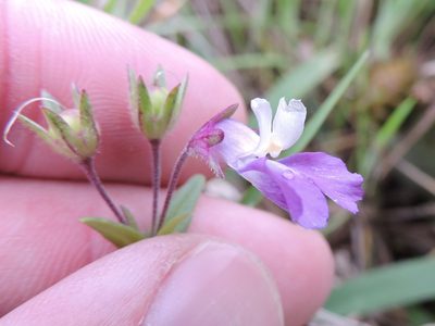 Collinsia violacea, photographed by Sam Kieschnick