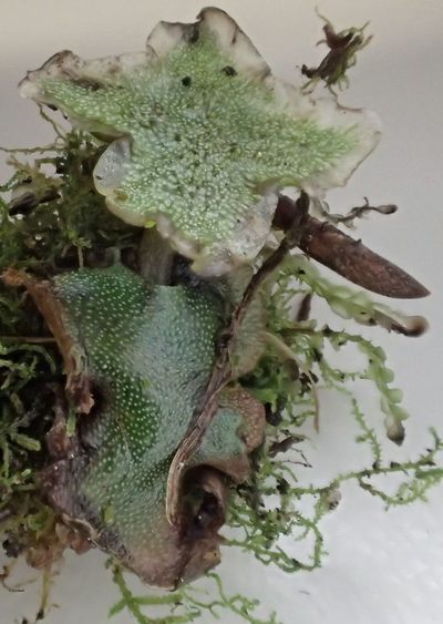 Marchantia foliacea, photographed by John Steel