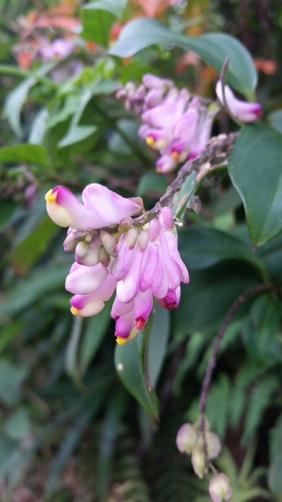 Polygala karensium, photographed by Eugene Popov