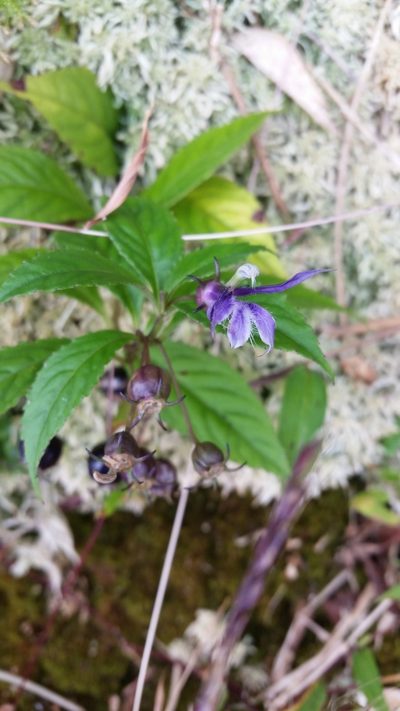 Lobelia montana, photographed by Eugene Popov