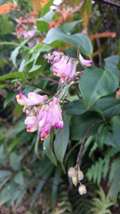 Polygala karensium, photographed by Eugene Popov