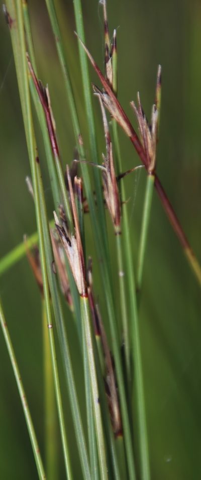 Schoenus selinae, photographed by Tony Rebelo