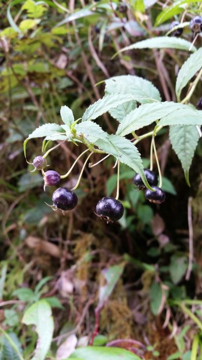 Lobelia montana, photographed by Eugene Popov