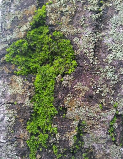 Syntrichia pagorum, photographed by C.
