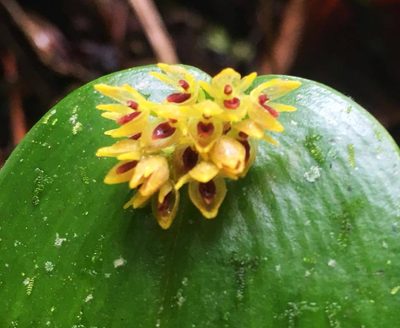 Pleurothallis canaligera, photographed by batsoul