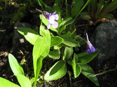 Pinguicula macroceras, photographed by John Brew