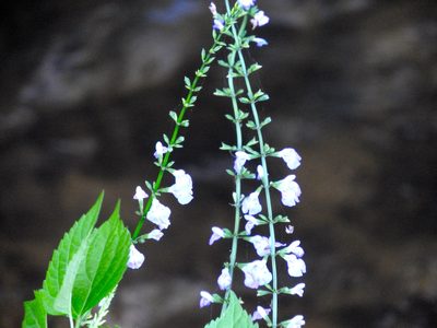 Salvia languidula, photographed by Francisco Farriols Sarabia