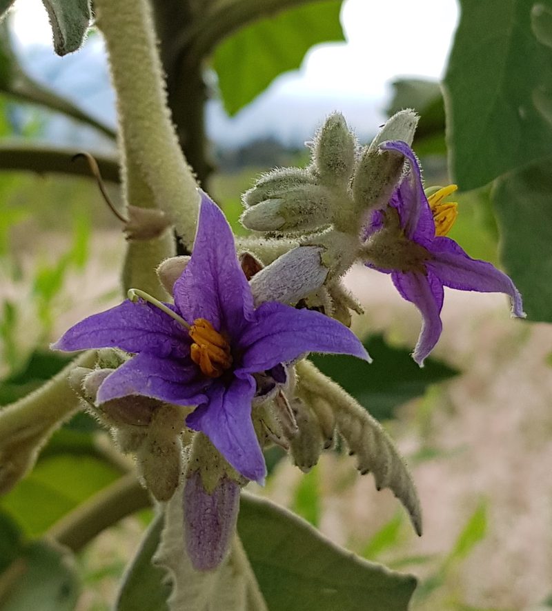 Solanum mitlense, photographed by Eugenio Padilla