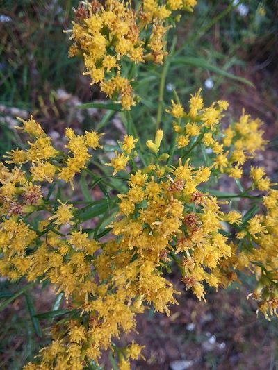Euthamia scabra, photographed by Will McFarland