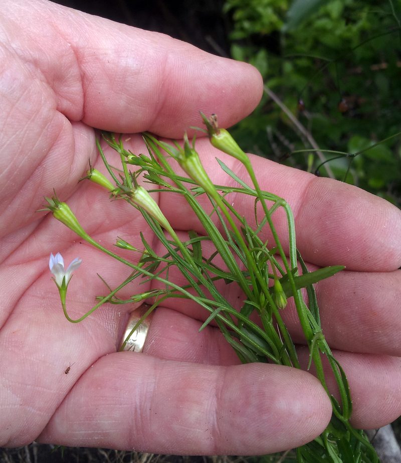 Wahlenbergia vernicosa, photographed by Peter de Lange