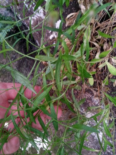 Wahlenbergia vernicosa, photographed by Peter de Lange