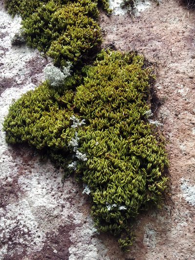 Sclerodontium pallidum, photographed by Peter de Lange