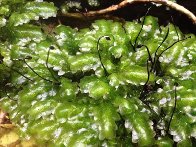 Achrophyllum quadrifarium, photographed by Tim Park