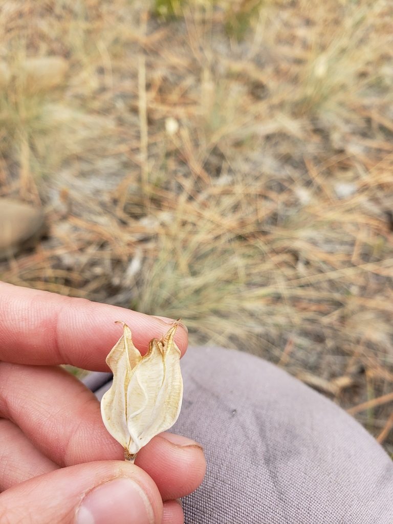 Calochortus nitidus, photographed by Lauren Pfund