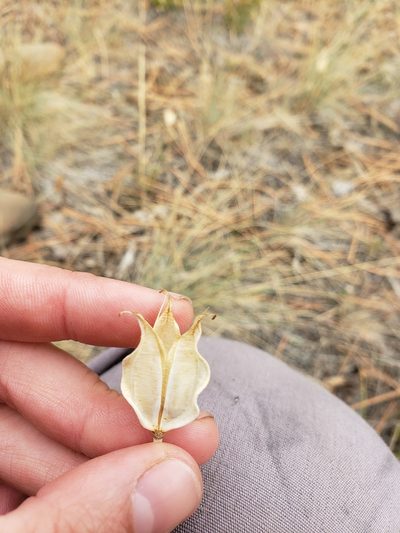 Calochortus nitidus, photographed by Lauren Pfund
