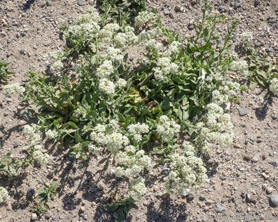 Lepidium appelianum, photographed by Tim Messick