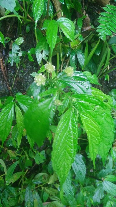 Elatostema hirtellipedunculatum, photographed by Cheng-Te Hsu