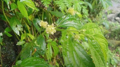 Elatostema hirtellipedunculatum, photographed by Cheng-Te Hsu