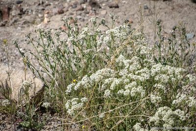 Lepidium appelianum, photographed by Tim Messick