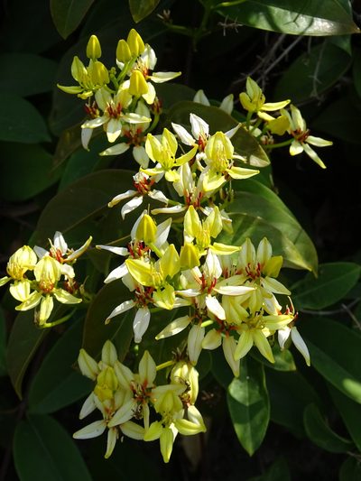 Tristellateia australasiae, photographed by 葉子