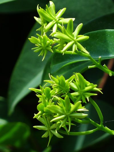 Tristellateia australasiae, photographed by 葉子